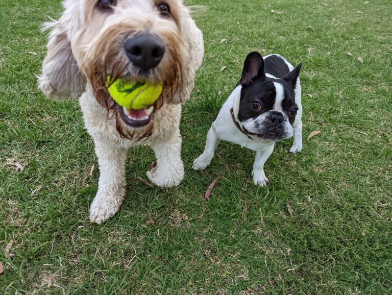 Dog-Treats